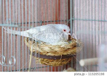 抱卵中のウスユキバト（ダイヤモンドダヴ・薄雪鳩）メス 113205198