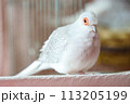 ウスユキバト（ダイヤモンドダヴ・薄雪鳩）の成長／オス 113205199