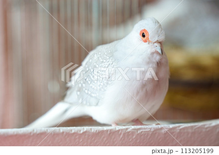 ウスユキバト(ダイヤモンドダヴ・薄雪鳩)の成長/オス ウスユキバト(ダイヤモンドダヴ・薄雪鳩)の成長/オス 113205199