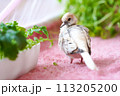 ウスユキバト（ダイヤモンドダヴ・薄雪鳩）のヒナ05 113205200