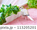 ウスユキバト（ダイヤモンドダヴ・薄雪鳩）のヒナ06 113205201