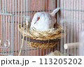 抱卵中のウスユキバト（ダイヤモンドダヴ・薄雪鳩） 113205202