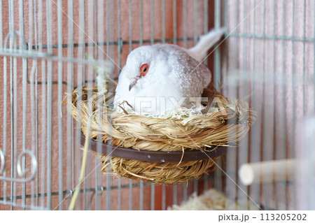 抱卵中のウスユキバト(ダイヤモンドダヴ・薄雪鳩) 抱卵中のウスユキバト(ダイヤモンドダヴ・薄雪鳩) 113205202