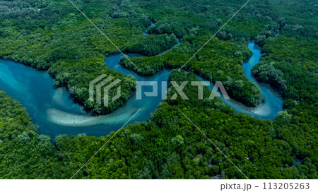 Aerial view mangrove forest natural landscape environment, River in tropical mangrove green tree forest, Mangrove landscape ecosystem and environment. 113205263