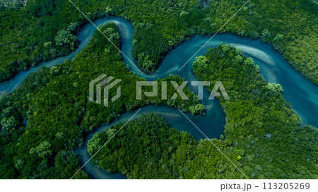 Aerial view mangrove forest natural landscape environment, River in tropical mangrove green tree forest, Mangrove landscape ecosystem and environment. Aerial view mangrove forest natural landscape environment, River in tropical mangrove green tree forest, Mangrove landscape ecosystem and environment. 113205269