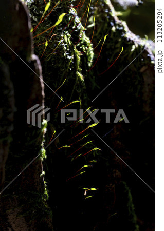 踊る妖精たち・苔の小宇宙・忍野村 113205294