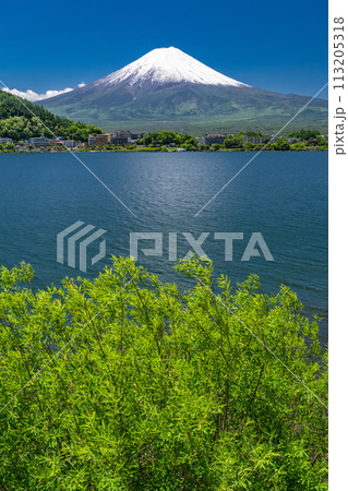 《山梨県》初夏の富士山・新緑の河口湖湖畔 113205318