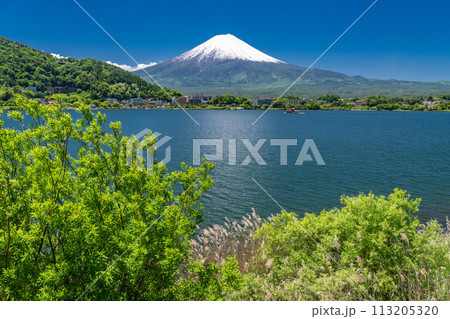《山梨県》初夏の富士山・新緑の河口湖湖畔 113205320