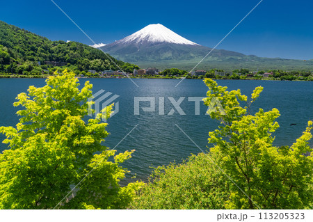 《山梨県》初夏の富士山・新緑の河口湖湖畔 113205323