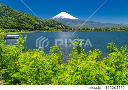 《山梨県》初夏の富士山・新緑の河口湖湖畔 《山梨県》初夏の富士山・新緑の河口湖湖畔 113205332
