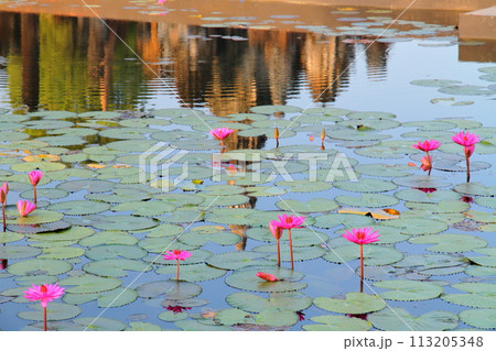 タイ北部の古都スコータイ　世界文化遺産のスコータイ歴史公園内のワットマハタート遺跡の池の睡蓮 113205348