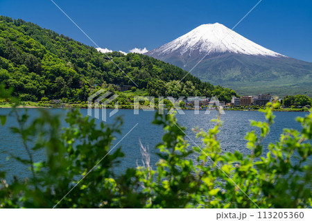 《山梨県》初夏の富士山・新緑の河口湖湖畔 《山梨県》初夏の富士山・新緑の河口湖湖畔 113205360