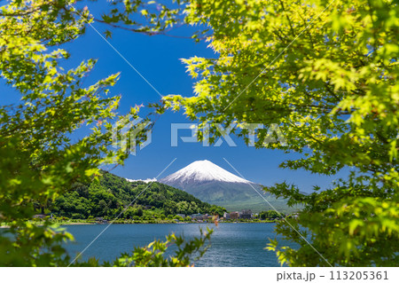 《山梨県》初夏の富士山・新緑の河口湖湖畔 113205361