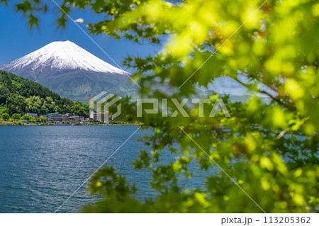 《山梨県》初夏の富士山・新緑の河口湖湖畔 113205362