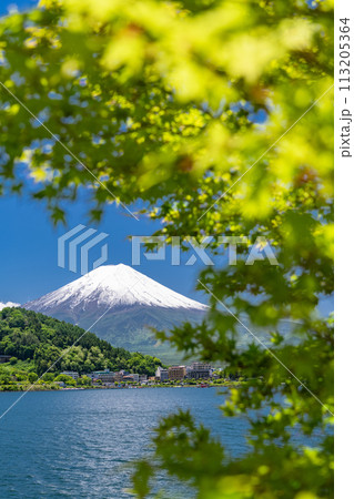 《山梨県》初夏の富士山・新緑の河口湖湖畔 《山梨県》初夏の富士山・新緑の河口湖湖畔 113205364