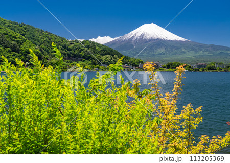 《山梨県》初夏の富士山・新緑の河口湖湖畔 《山梨県》初夏の富士山・新緑の河口湖湖畔 113205369