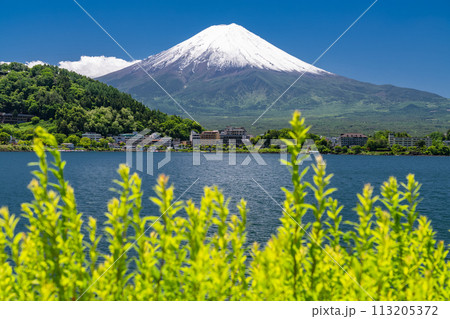 《山梨県》初夏の富士山・新緑の河口湖湖畔 《山梨県》初夏の富士山・新緑の河口湖湖畔 113205372