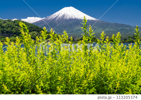 《山梨県》初夏の富士山・新緑の河口湖湖畔 113205374