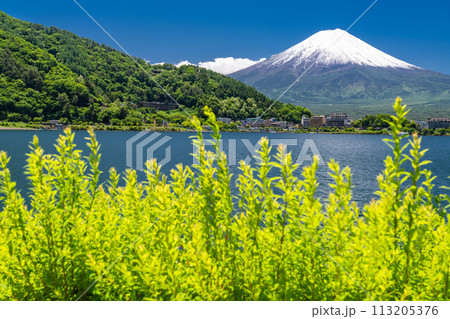 《山梨県》初夏の富士山・新緑の河口湖湖畔 113205376