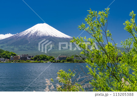 《山梨県》初夏の富士山・新緑の河口湖湖畔 113205388