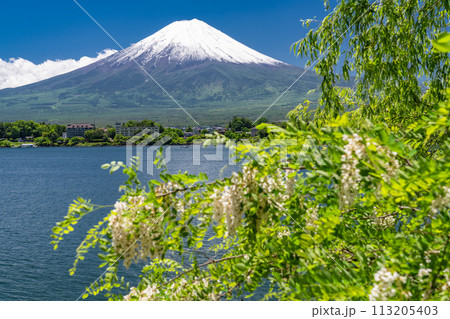 《山梨県》初夏の富士山・新緑の河口湖湖畔 113205403
