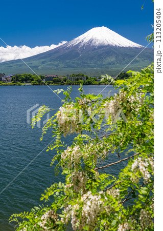 《山梨県》初夏の富士山・新緑の河口湖湖畔 《山梨県》初夏の富士山・新緑の河口湖湖畔 113205404
