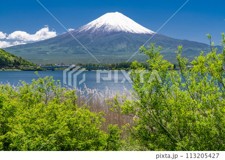 《山梨県》初夏の富士山・新緑の河口湖湖畔 113205427