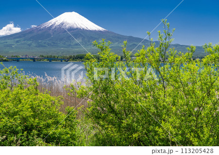 《山梨県》初夏の富士山・新緑の河口湖湖畔 《山梨県》初夏の富士山・新緑の河口湖湖畔 113205428