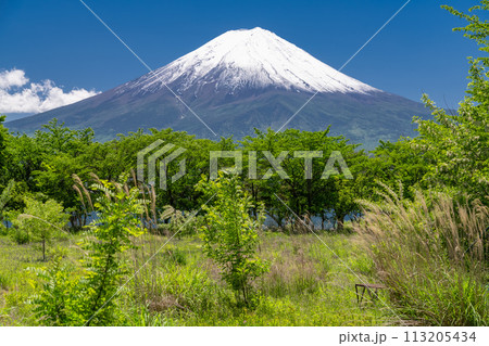 《山梨県》初夏の富士山・新緑の河口湖湖畔 《山梨県》初夏の富士山・新緑の河口湖湖畔 113205434
