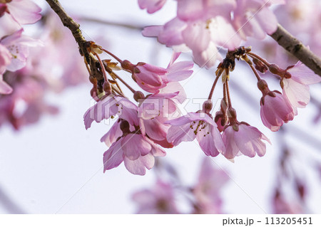 美しいピンクの桜の花 113205451