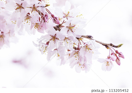 美しいピンクの桜の花 113205452