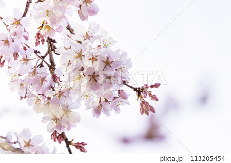 美しいピンクの桜の花 113205454