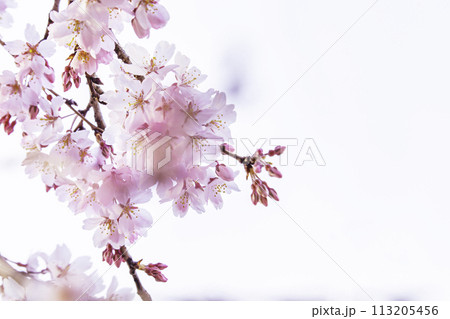 美しいピンクの桜の花 113205456