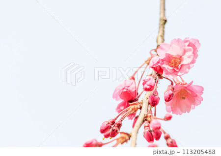 咲き始めの桜 113205488