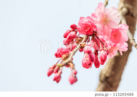 咲き始めの桜 咲き始めの桜 113205489