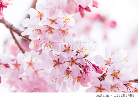 美しいピンクの桜の花 美しいピンクの桜の花 113205499