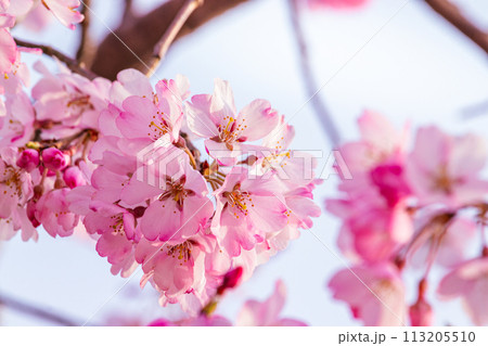 美しいピンクの桜の花 美しいピンクの桜の花 113205510