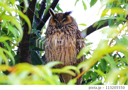 トラフズク 113205550