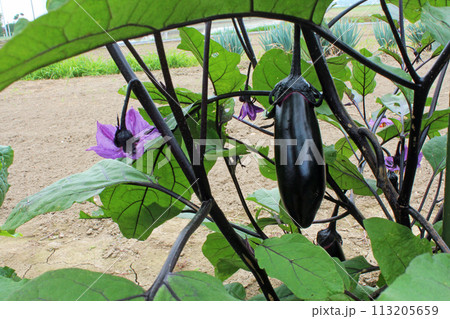 収穫間近のナス　 113205659