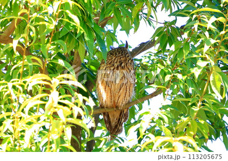 後ろに顔を向けるトラフズク 後ろに顔を向けるトラフズク 113205675