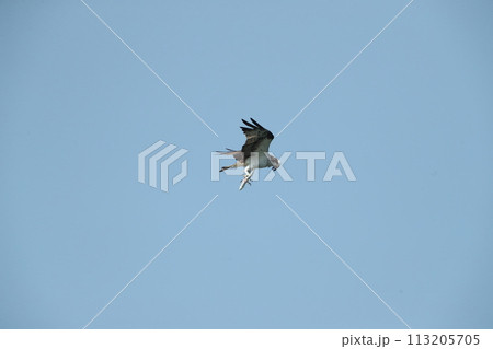 ミサゴの狩り 113205705