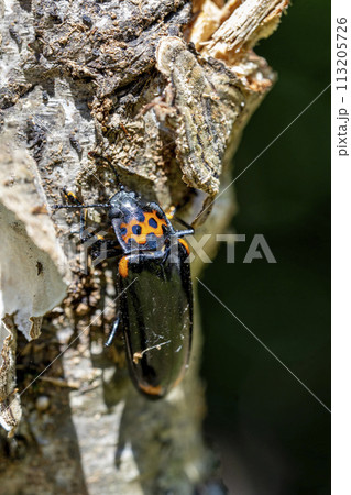 キノコを食べているオオキノコムシ・忍野村 113205726