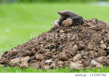 Mole, Talpa europaea, crawling out of brown molehill, green grass in background. Animal from garden. 113205792