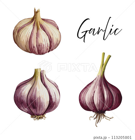 Garlic vector illustration 113205801