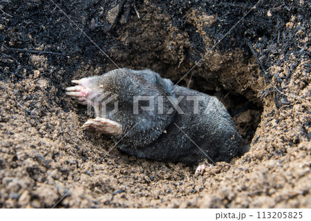 European mole emerging from its tunnel in the mole hill 113205825