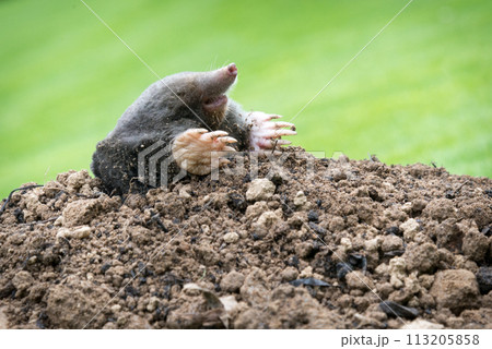Mole, Talpa europaea, making mole hill and damaging beautiful lawn and flower garden. 113205858