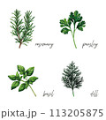 Herbs and spices vector illustration 113205875