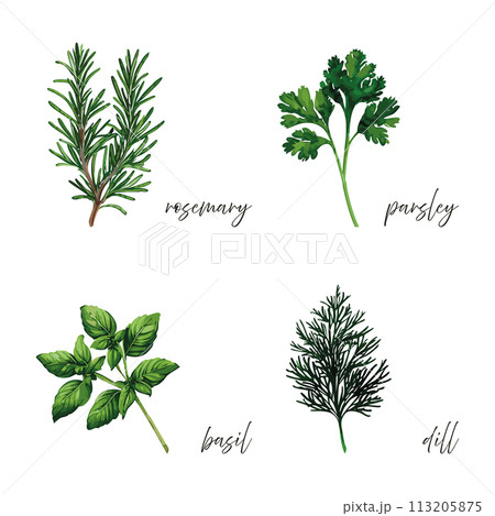 Herbs and spices vector illustration 113205875