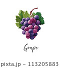 Grapes drawing in watercolor style 113205883