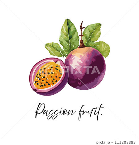 Passion fruit vector illustration Passion fruit vector illustration 113205885